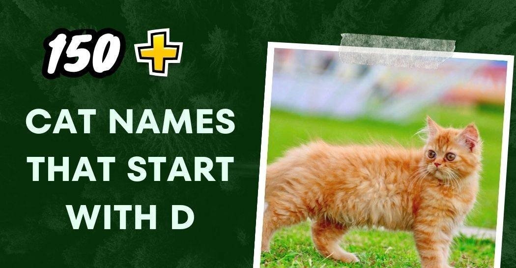 Cat Names That Start With D