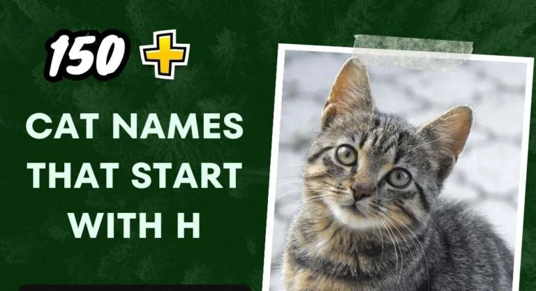 Cat Names That Start With H (150+ Unique Ideas)