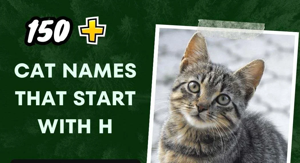 Cat Names That Start With H (150+ Unique Ideas)