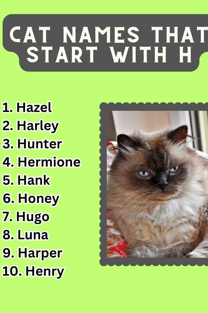 Cat Names That Start With H