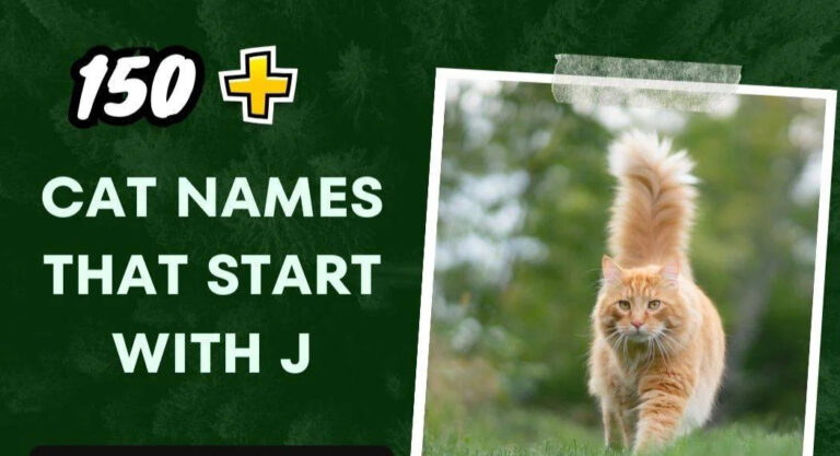 Cat Names That Start With J (150+ Creative Ideas)
