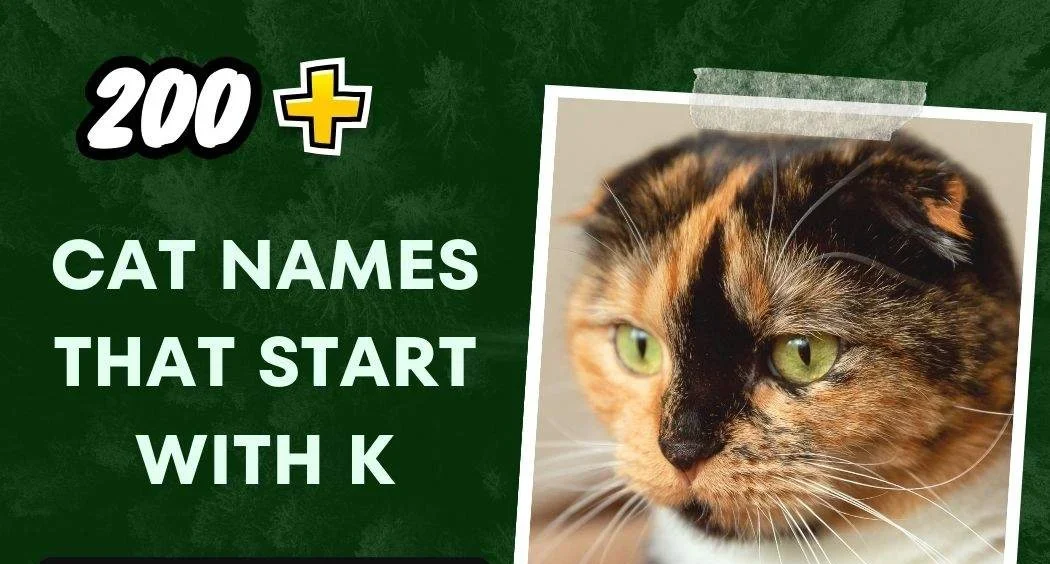 Cat Names That Start With K