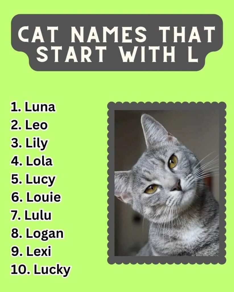 Cat Names That Start With L (200+ Creative Ideas)