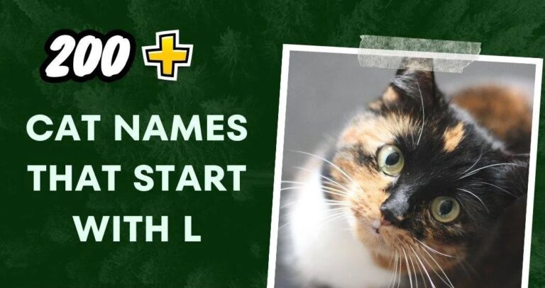 Cat Names That Start With L (200+ Creative Ideas)