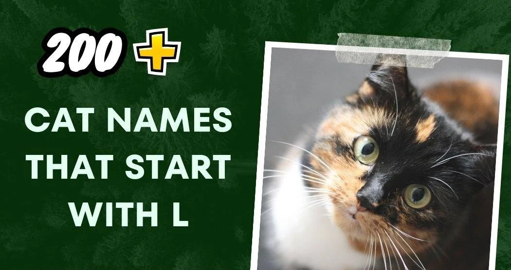 Cat Names That Start With L (200+ Creative Ideas)
