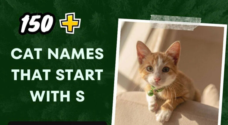 Cat Names That Start With S (150+ Unique Ideas)