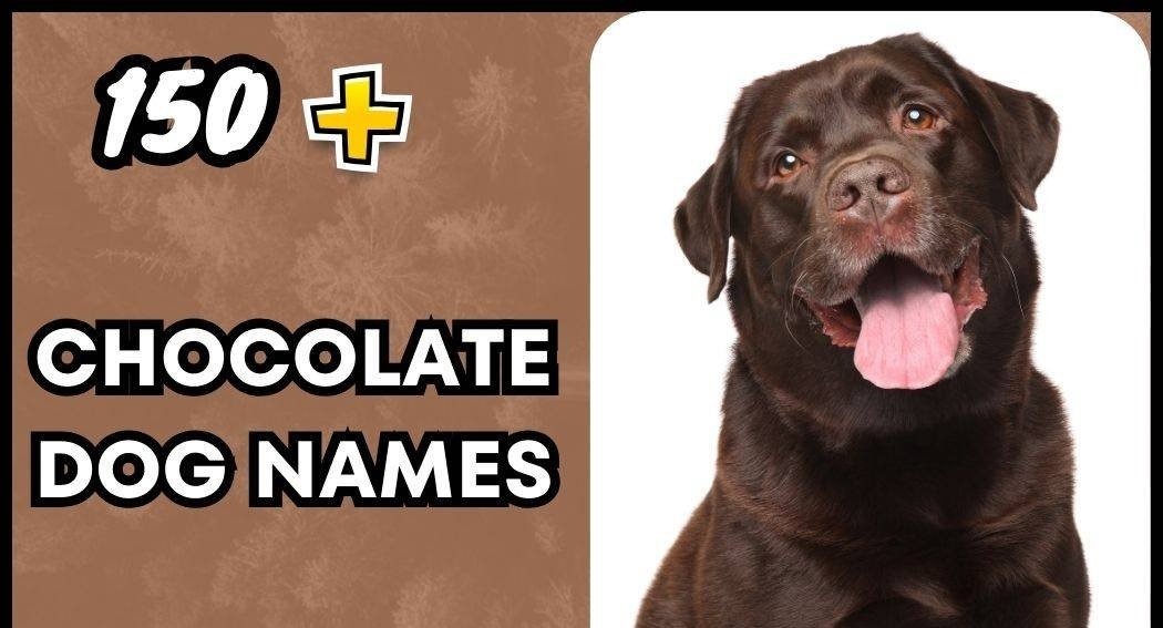 chocolate dog names