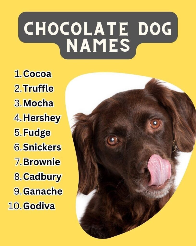 chocolate dog names
