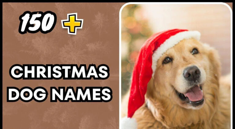 Christmas Dog Names (Funny + Cute Ideas)