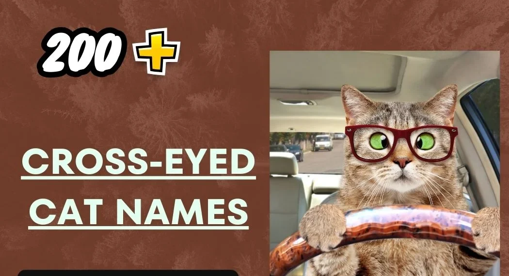 Cross-Eyed Cat Names – Funny And Cute