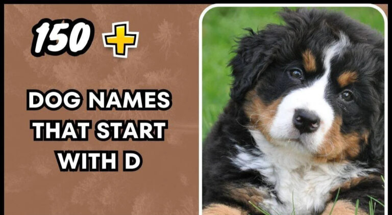 Dog Names That Start With D-Popular Picks