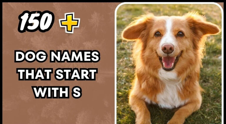 Dog Names That Start With S-Fun Ideas