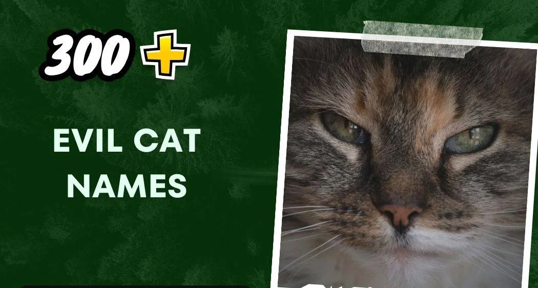 Evil Cat Names (300+ Inspiring Names)
