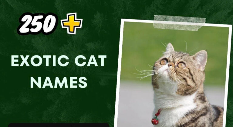 Exotic Cat Names (250+ Unique Inspirations)