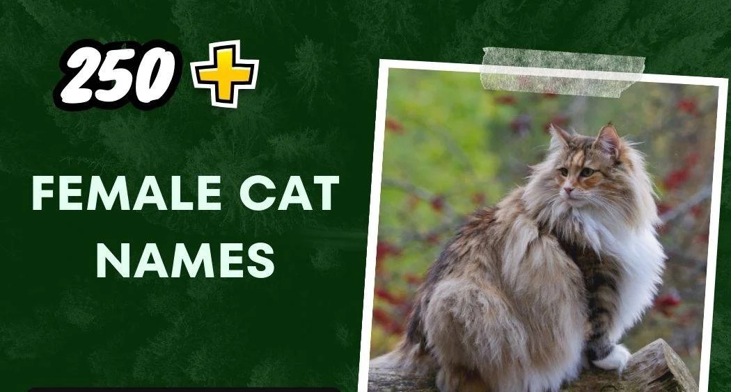 Female Cat Names (250+ Creative Ideas)