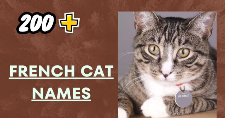 French Cat Names – Stylish Inspirational Ideas