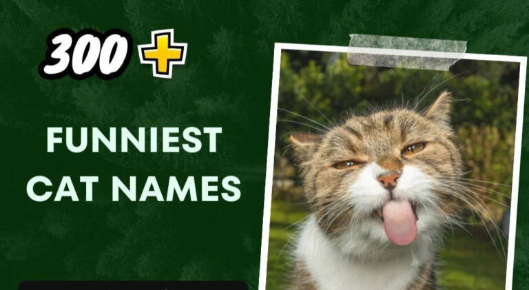 Funniest Cat Names (300+ Unique Ideas)