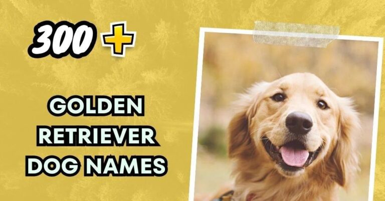 Golden Retriever Dog Names