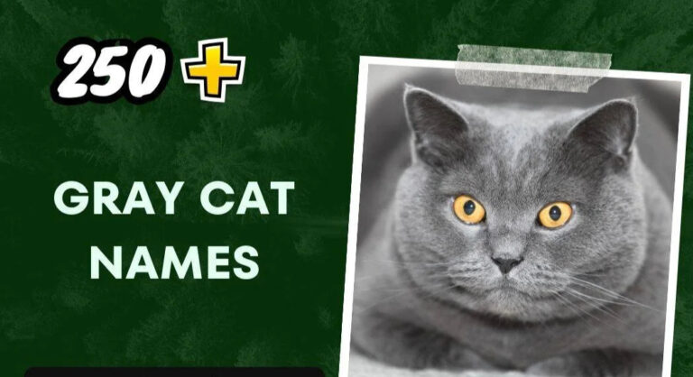Gray Cat Names (250+ Unique Selections)