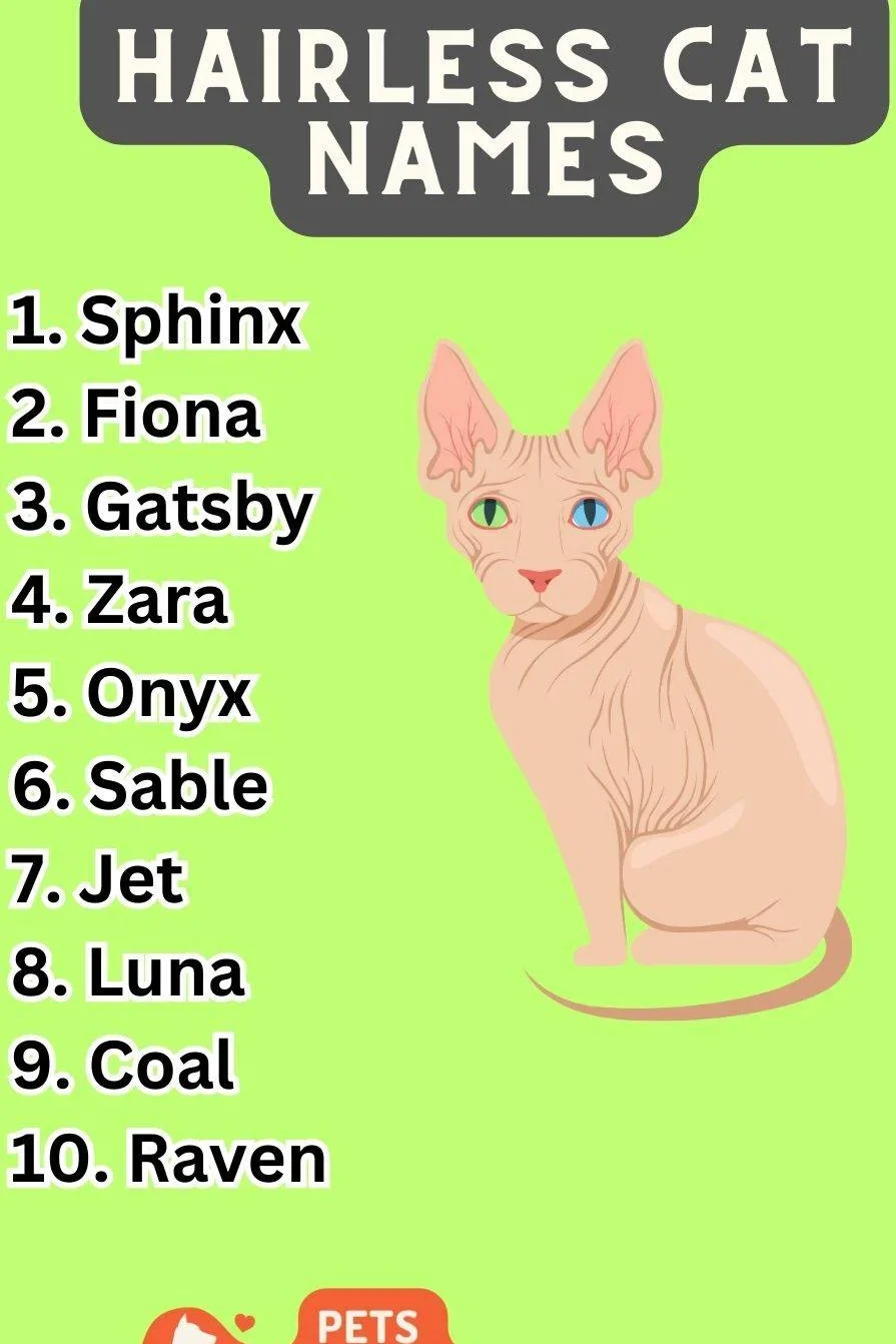Hairless Cat Names (300+ Personality Inspired)
