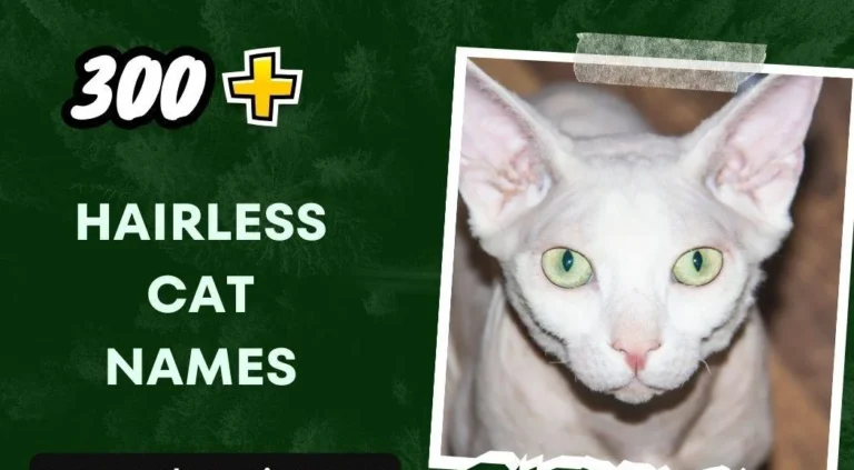 Hairless Cat Names (300+ Personality Inspired)