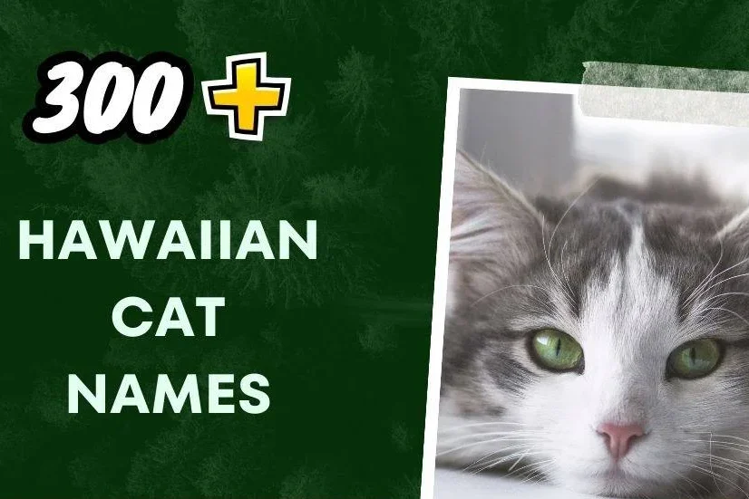 Hawaiian Cat Names