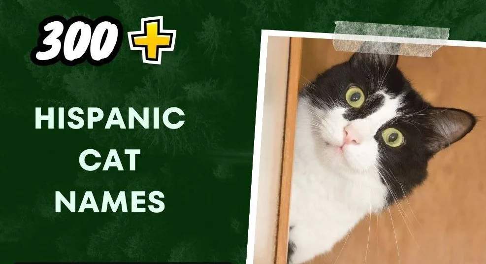 Hispanic Cat Names (300+ Creative Ideas)