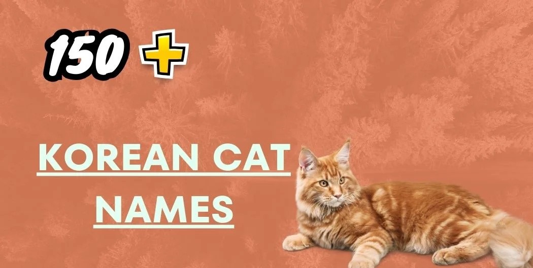 Korean Cat Names