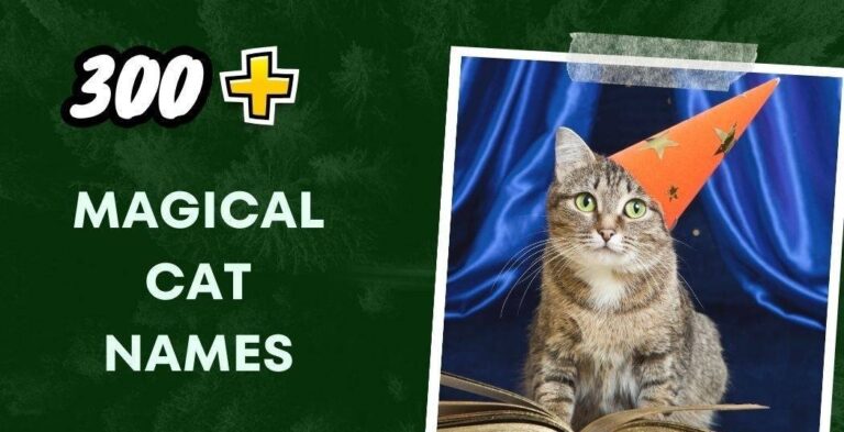 Best Magical Cat Names Ideas List
