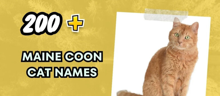 Maine Coon Cat Names – Majestic And Regal Choices