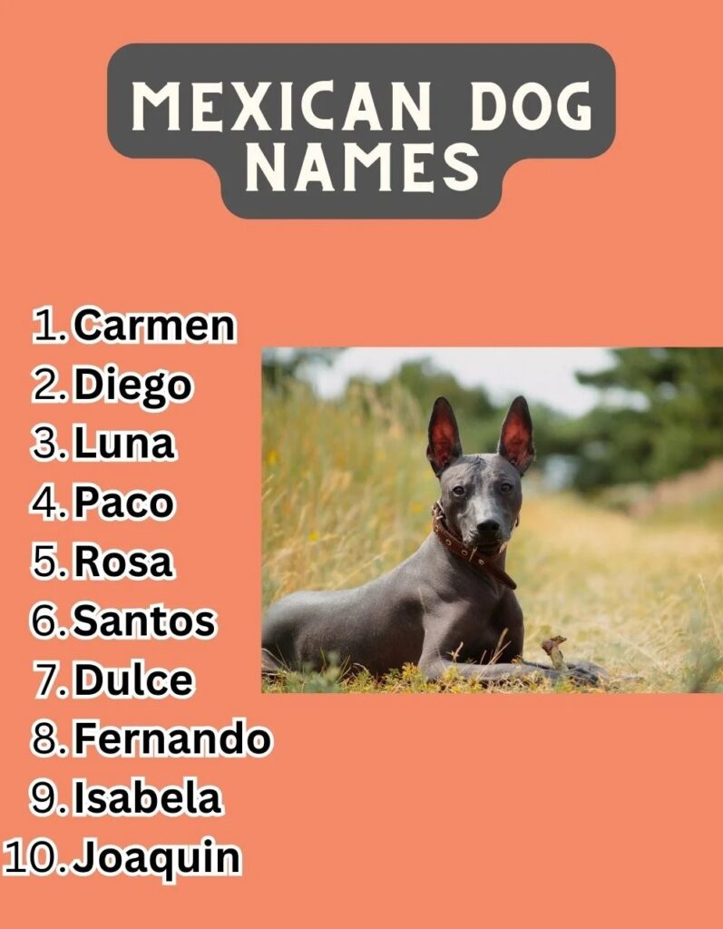 Mexican Dog Names