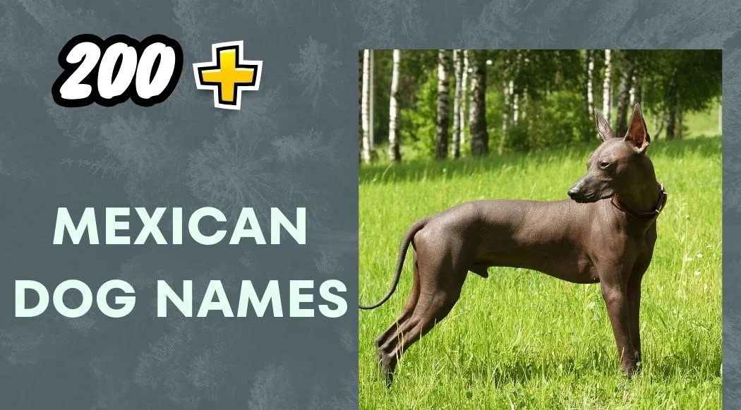 Mexican Dog Names