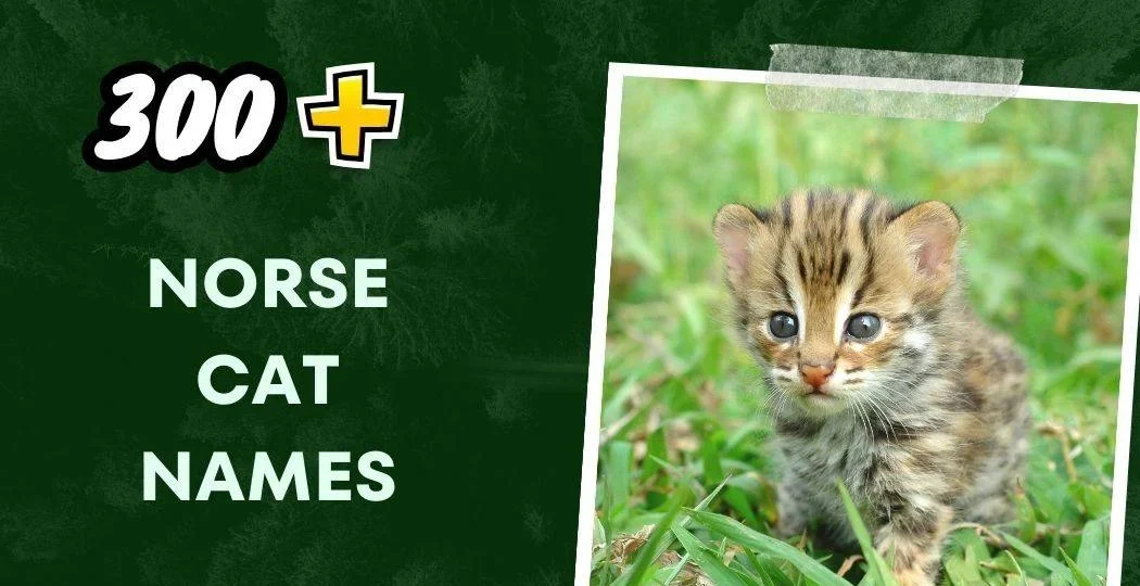 Art Inspired Cat Names (200+ Stunning Ideas)