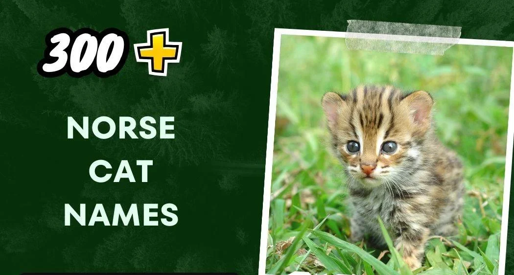 norse-cat-names-ancient-mythology