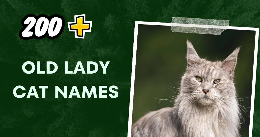 Old Lady Cat Names (200+ Creative Ideas)