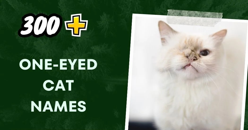 one-eyed cat names