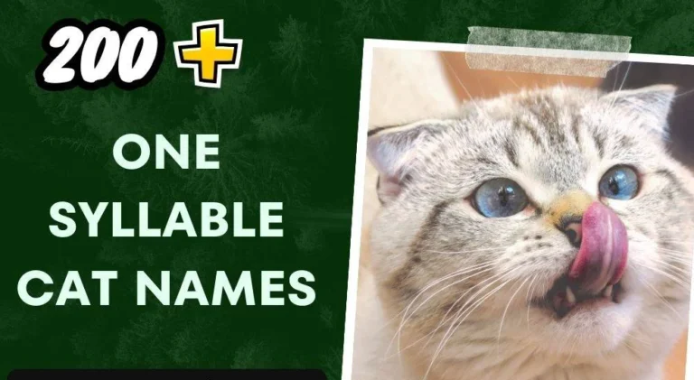 One Syllable Cat Names (200+ Creative Ideas)