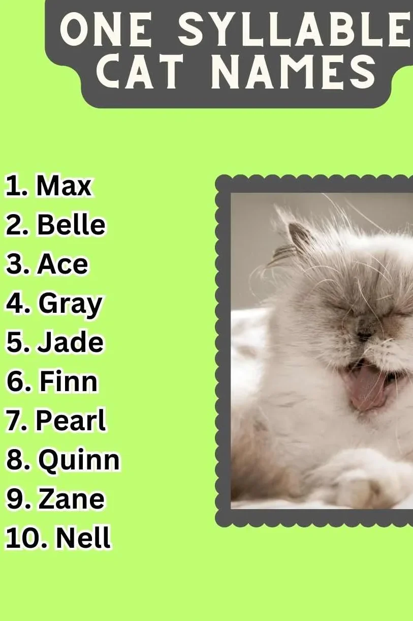 One Syllable Cat Names (200+ Creative Ideas)