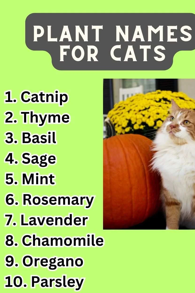 Plant Names For Cats (300+ Unique Pet Naming)