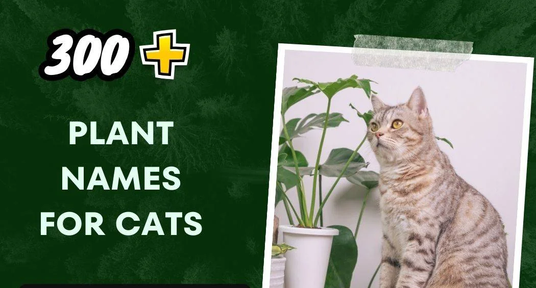 Plant Names For Cats (300+ Unique Pet Naming)