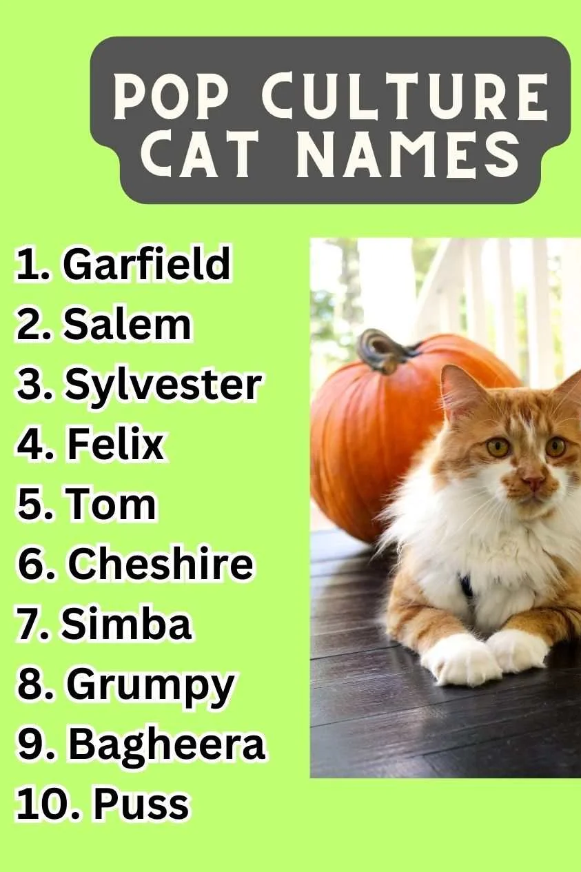 Pop Culture Cat Names