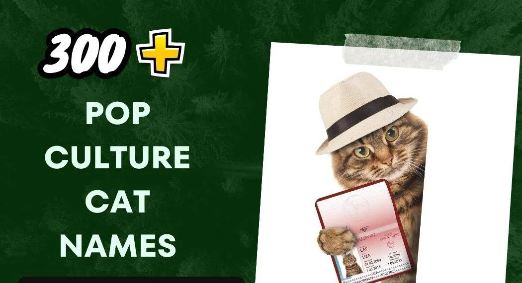 Pop Culture Cat Names (300+ Catchy Selections)