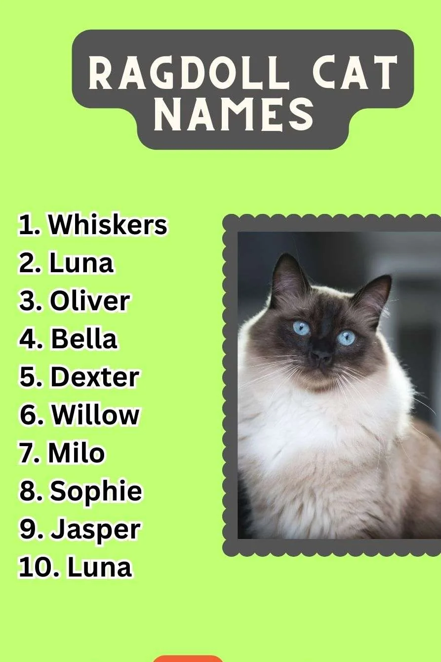 Ragdoll Cat Names (150+ Creative Ideas)