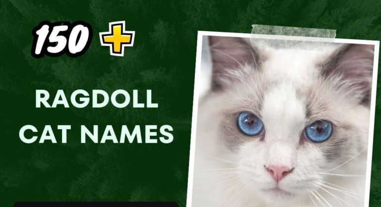 Ragdoll Cat Names (150+ Creative Ideas)