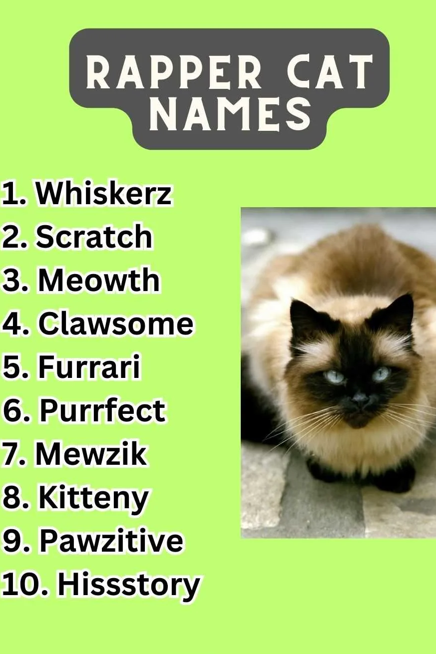 Rapper Cat Names (300+ Hip Hop Felines)