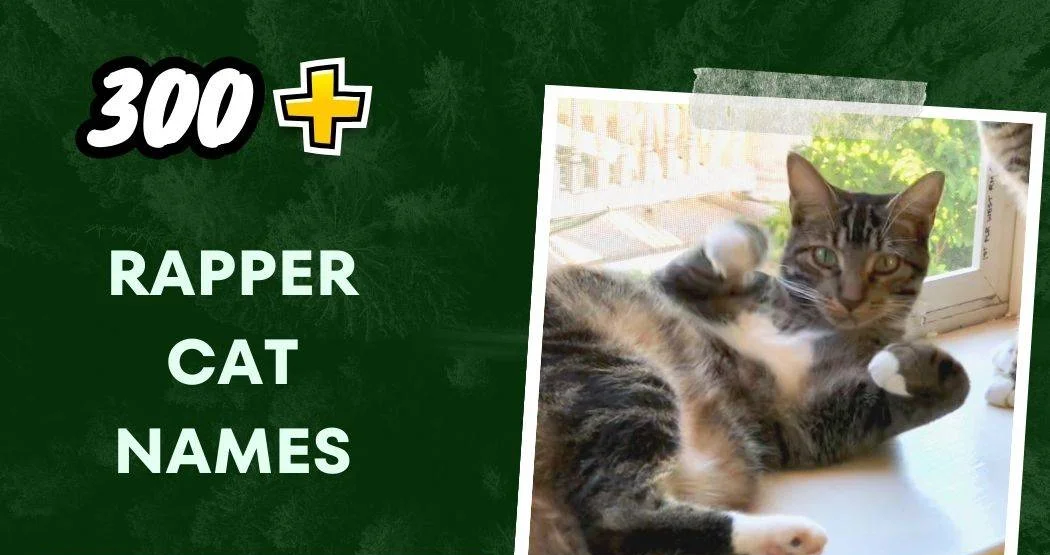 Rapper Cat Names (300+ Hip Hop Felines)