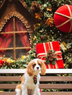 Why Are Cavalier King Charles Spaniels So Expensive?