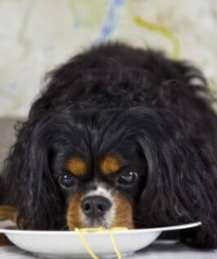 Why Do Cavalier King Charles Spaniels Have Behavior Problems?