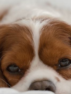 Top 7 Things Cavalier King Charles Spaniels Don’t Like