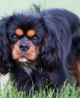 Is Your Cavalier Truly Happy? 12 Signs to Look For